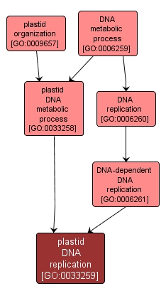 Plastid Dna