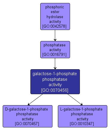 Galactose 1 Phosphate