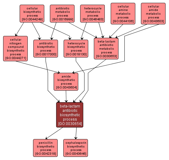 Antibiotics Summary