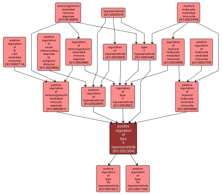 Hypersensitivity Type 2