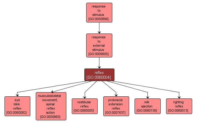 GO:0060004 - reflex (interactive image map)