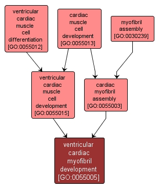 GO:0055005 - ventricular cardiac myofibril development (interactive image map)