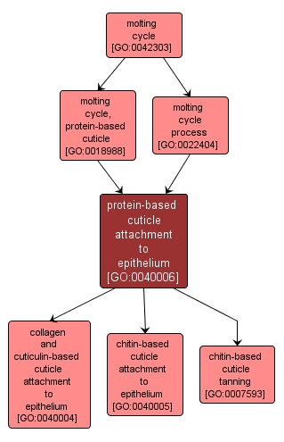 GO:0040006 - protein-based cuticle attachment to epithelium (interactive image map)