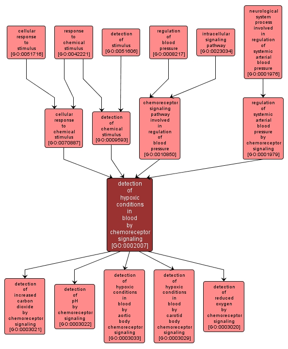 GO:0002007 - detection of hypoxic conditions in blood by chemoreceptor signaling (interactive image map)