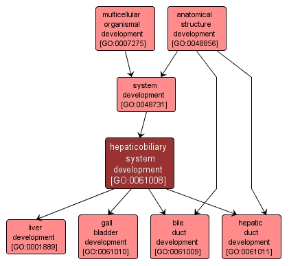 GO:0061008 - hepaticobiliary system development (interactive image map)