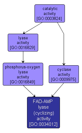 GO:0034012 - FAD-AMP lyase (cyclizing) activity (interactive image map)