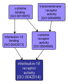 GO:0042014 - interleukin-19 receptor activity (interactive image map)