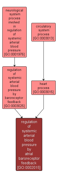GO:0002015 - regulation of systemic arterial blood pressure by atrial baroreceptor feedback (interactive image map)