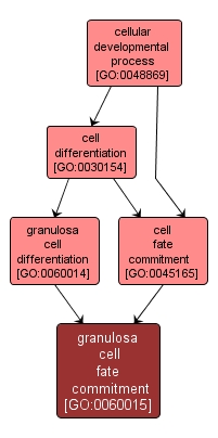 GO:0060015 - granulosa cell fate commitment (interactive image map)