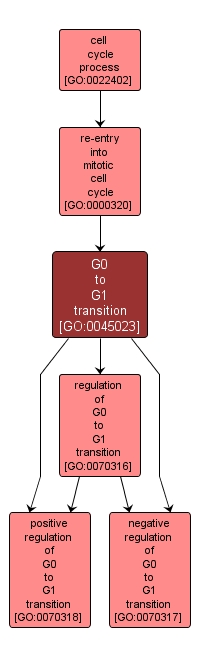 GO:0045023 - G0 to G1 transition (interactive image map)