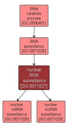 GO:0071027 - nuclear RNA surveillance (interactive image map)