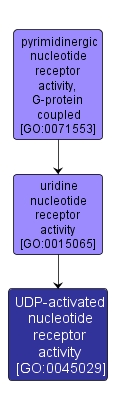 GO:0045029 - UDP-activated nucleotide receptor activity (interactive image map)
