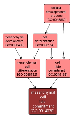 GO:0014030 - mesenchymal cell fate commitment (interactive image map)