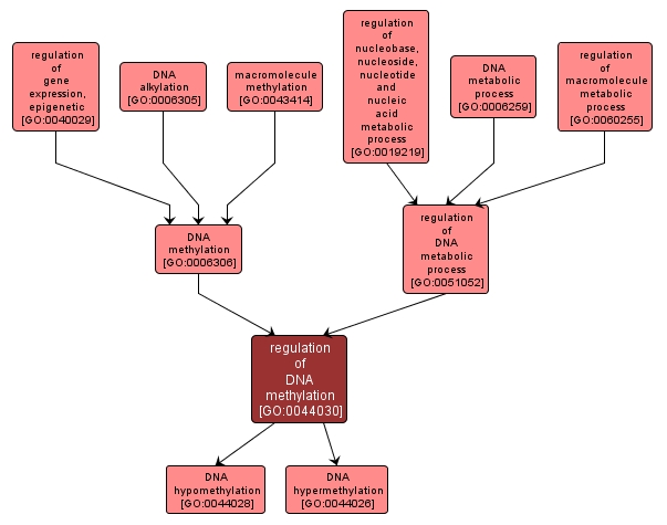 GO:0044030 - regulation of DNA methylation (interactive image map)