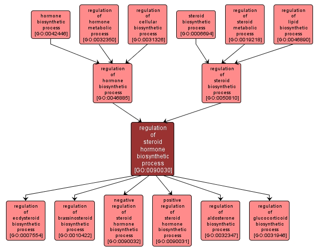 GO:0090030 - regulation of steroid hormone biosynthetic process (interactive image map)