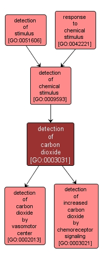 GO:0003031 - detection of carbon dioxide (interactive image map)