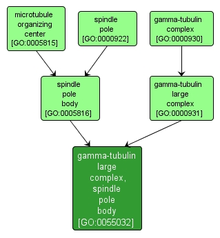 GO:0055032 - gamma-tubulin large complex, spindle pole body (interactive image map)