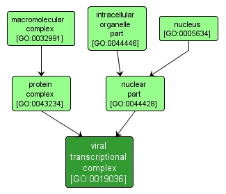 GO:0019036 - viral transcriptional complex (interactive image map)