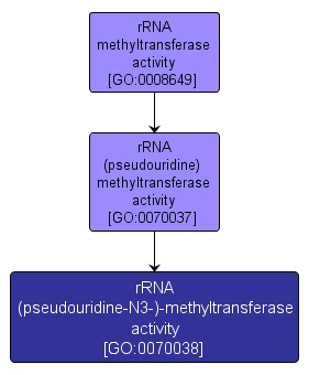 GO:0070038 - rRNA (pseudouridine-N3-)-methyltransferase activity (interactive image map)