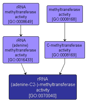 GO:0070040 - rRNA (adenine-C2-)-methyltransferase activity (interactive image map)