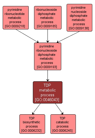 GO:0046043 - TDP metabolic process (interactive image map)