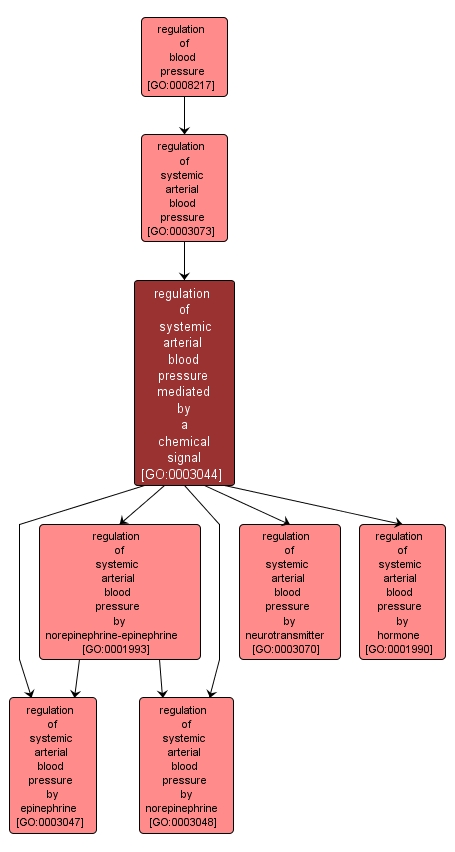 GO:0003044 - regulation of systemic arterial blood pressure mediated by a chemical signal (interactive image map)