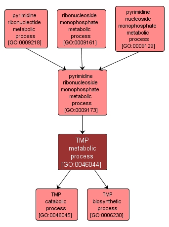 GO:0046044 - TMP metabolic process (interactive image map)