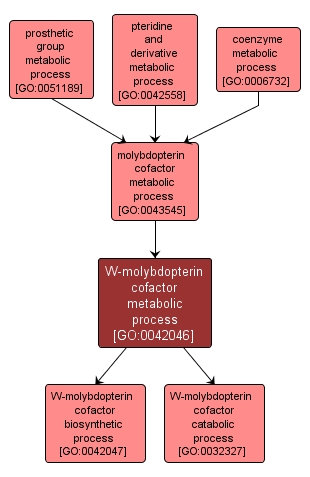 GO:0042046 - W-molybdopterin cofactor metabolic process (interactive image map)