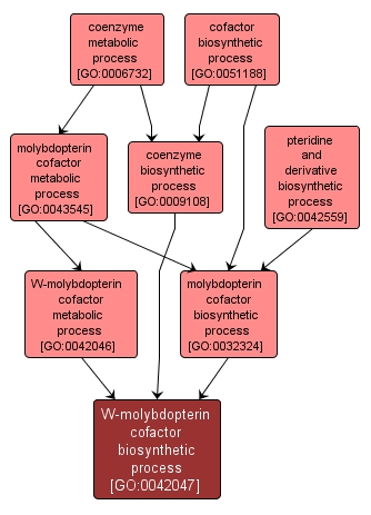 GO:0042047 - W-molybdopterin cofactor biosynthetic process (interactive image map)