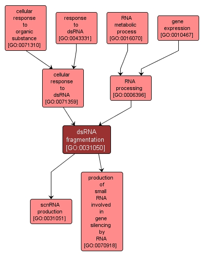 GO:0031050 - dsRNA fragmentation (interactive image map)
