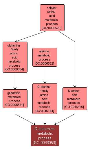 GO:0033053 - D-glutamine metabolic process (interactive image map)