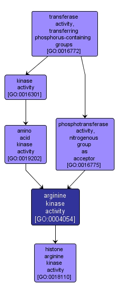 GO:0004054 - arginine kinase activity (interactive image map)