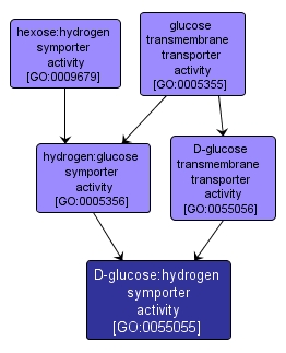 GO:0055055 - D-glucose:hydrogen symporter activity (interactive image map)