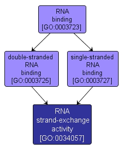 GO:0034057 - RNA strand-exchange activity (interactive image map)