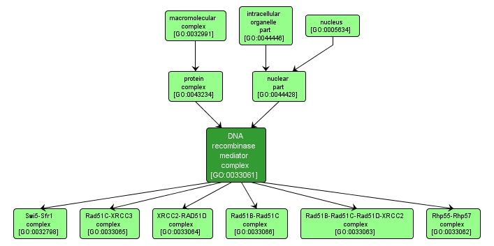 GO:0033061 - DNA recombinase mediator complex (interactive image map)