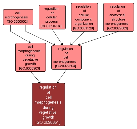 GO:0090061 - regulation of cell morphogenesis during vegetative growth (interactive image map)