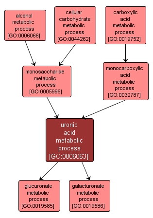 GO:0006063 - uronic acid metabolic process (interactive image map)