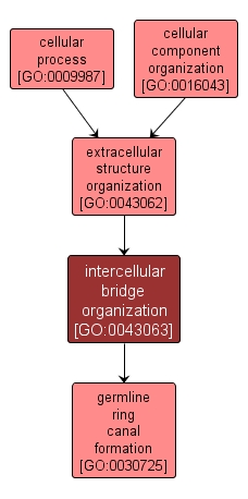 GO:0043063 - intercellular bridge organization (interactive image map)