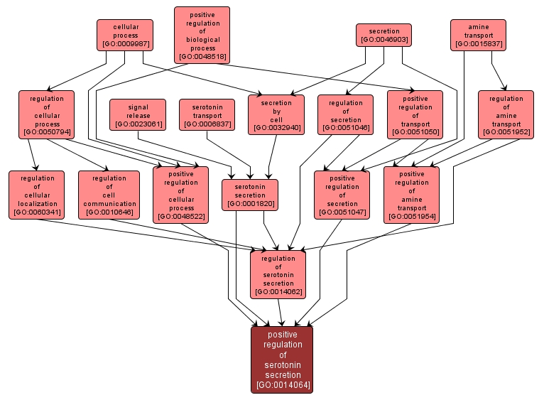 GO:0014064 - positive regulation of serotonin secretion (interactive image map)