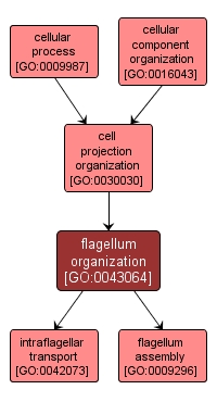GO:0043064 - flagellum organization (interactive image map)