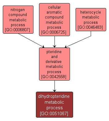 GO:0051067 - dihydropteridine metabolic process (interactive image map)