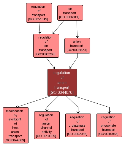 GO:0044070 - regulation of anion transport (interactive image map)