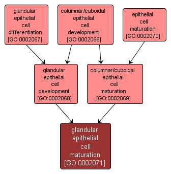 GO:0002071 - glandular epithelial cell maturation (interactive image map)