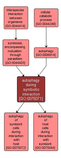 GO:0075071 - autophagy during symbiotic interaction (interactive image map)