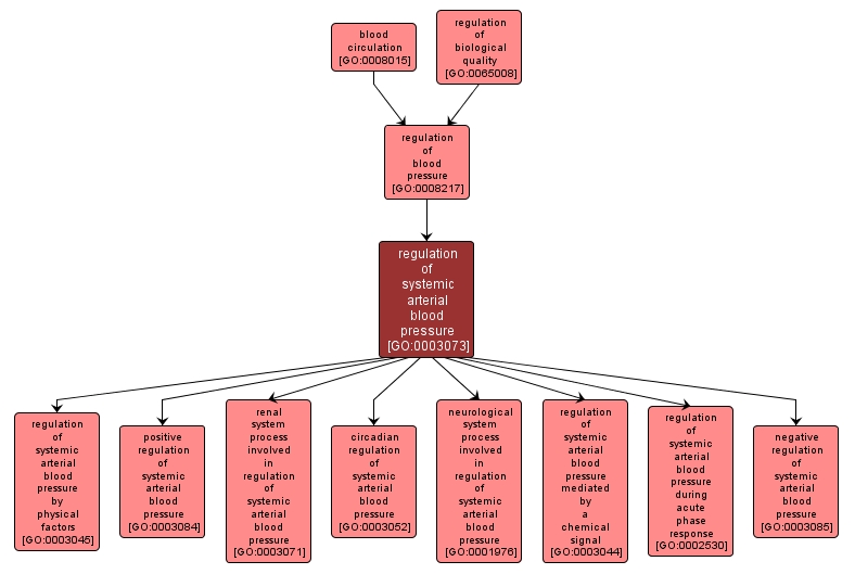 GO:0003073 - regulation of systemic arterial blood pressure (interactive image map)