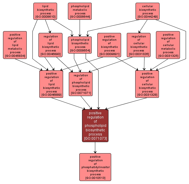 GO:0071073 - positive regulation of phospholipid biosynthetic process (interactive image map)