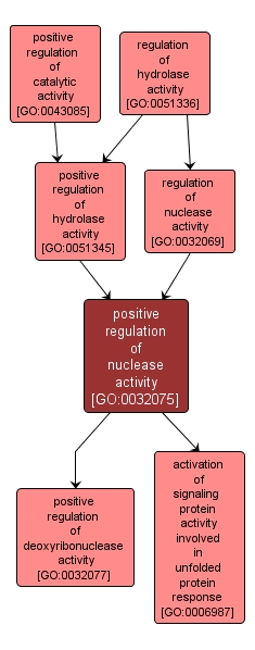 GO:0032075 - positive regulation of nuclease activity (interactive image map)