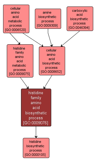 GO:0009076 - histidine family amino acid biosynthetic process (interactive image map)