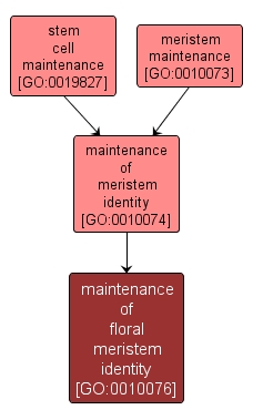 GO:0010076 - maintenance of floral meristem identity (interactive image map)