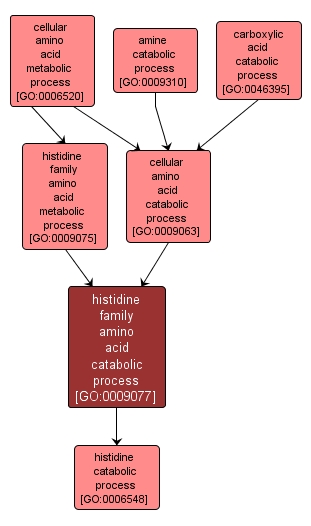 GO:0009077 - histidine family amino acid catabolic process (interactive image map)